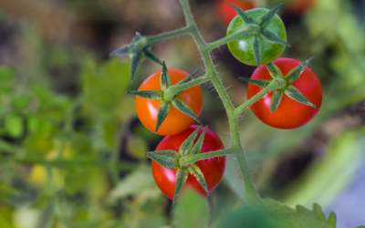 Como Plantar tomates en el huerto paso a paso