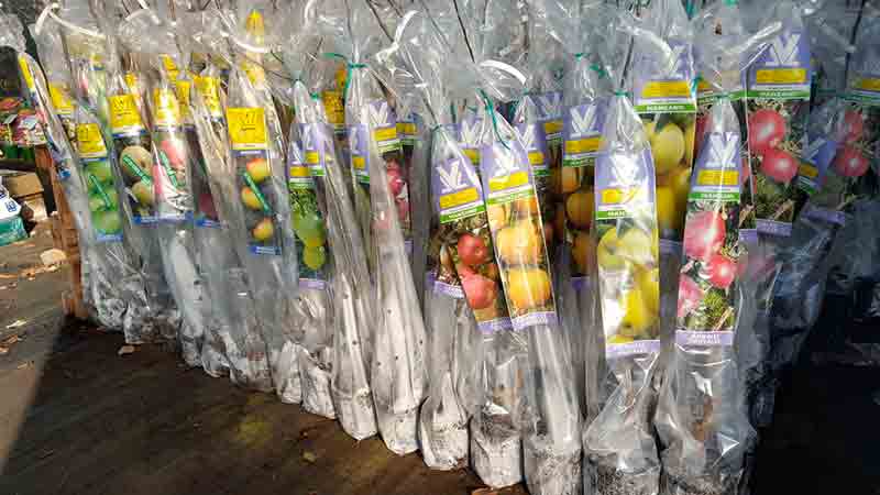 comprar arboles frutales en plantamus