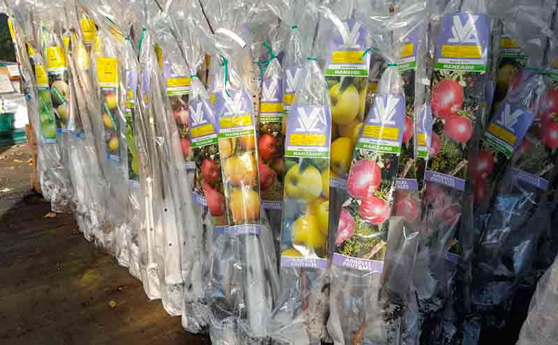 Árboles  frutales en cepellón ya disponibles en nuestra tienda de jardinería online.